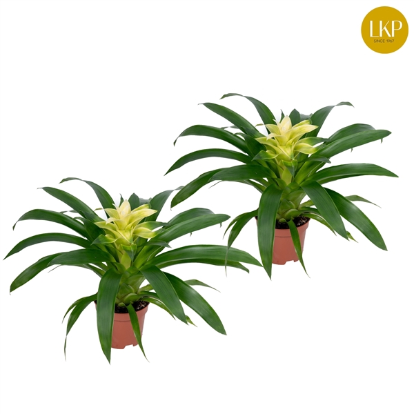 <h4>Guzmania Evelien Wit (Met Hoes)</h4>