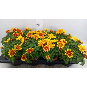 Bidens fer. 'Beedance Painted Yell'