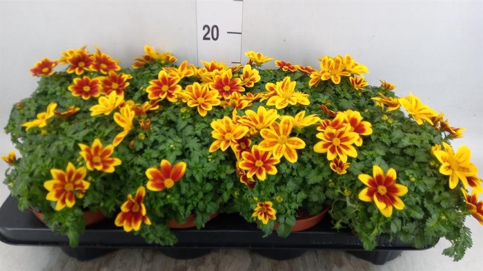 <h4>Bidens fer. 'Beedance Painted Yell'</h4>