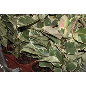 FICUS ELASTICA TINEKE P24