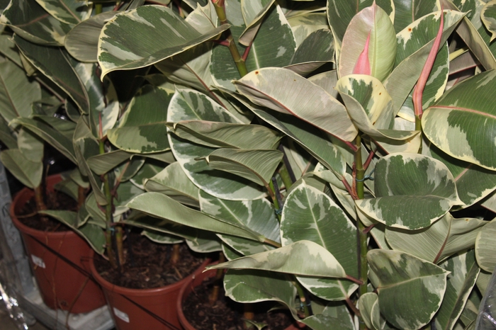 <h4>FICUS ELASTICA TINEKE P24</h4>