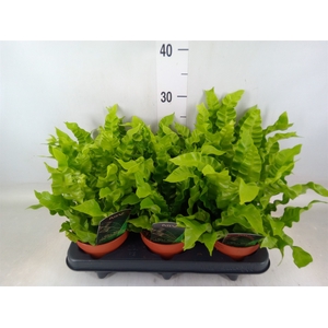 Asplenium nidus 'Crispy Wave'