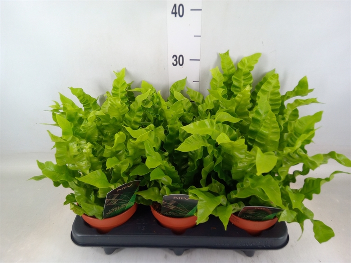 <h4>Asplenium nidus 'Crispy Wave'</h4>