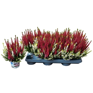 CALLU BL COL CR GEM