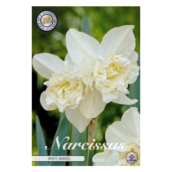 <h4>Narcissus Double White Marvel x5 14/16</h4>