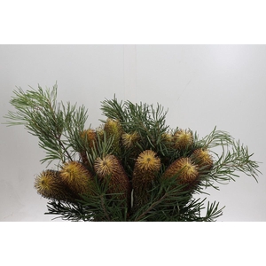 BANKSIA OVERIG