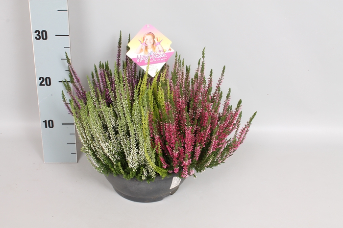Calluna vulgaris 23cm Beauty Lady® 'High Five' schaal 23cm + label