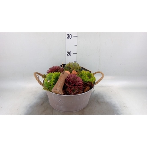 Arr.  Sempervivum L%