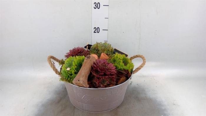 <h4>Arr. Sempervivum L%</h4>