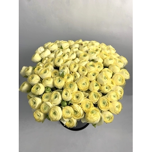 RAN CLONI SU GIALLO CREMA