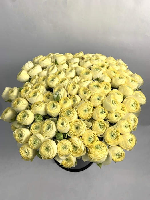 RAN CLONI SU GIALLO CREMA