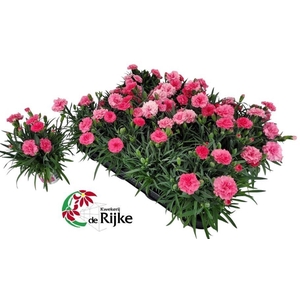 Dianthus I Love U