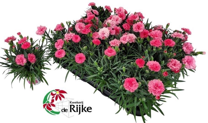 <h4>Dianthus I Love U</h4>