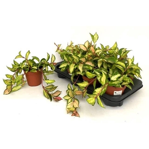 Hoya Carnosa Tricolor 12Ø 15cm