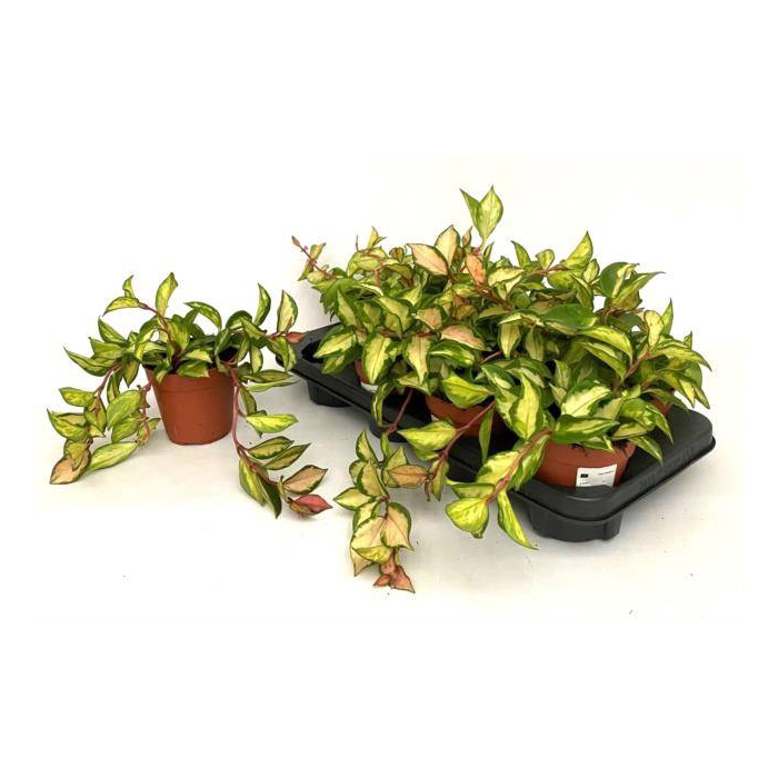 <h4>Hoya Carnosa Tricolor 12Ø 15cm</h4>
