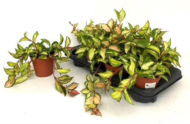 Hoya Carnosa Tricolor 12Ø 15cm