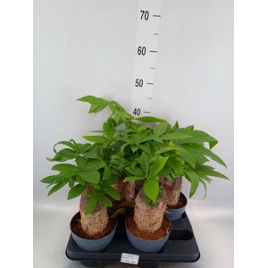 Pachira aquatica
