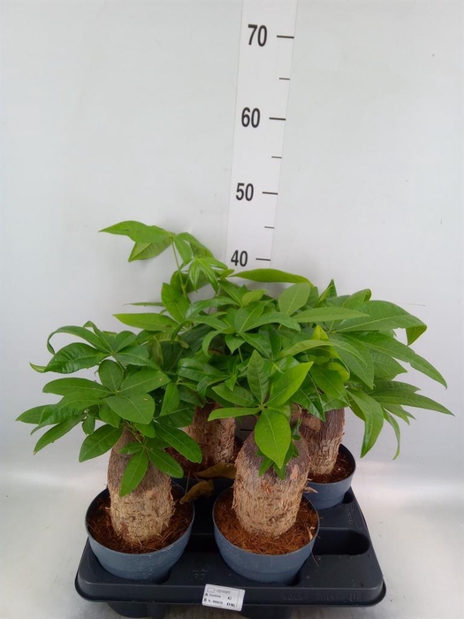 <h4>Pachira aquatica</h4>