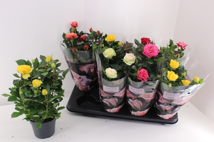 <h4>RO PATHIT GEM 6 SRT</h4>