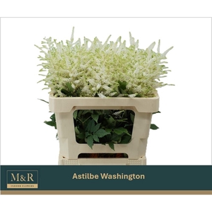 ASTIL JA WASHINGTON