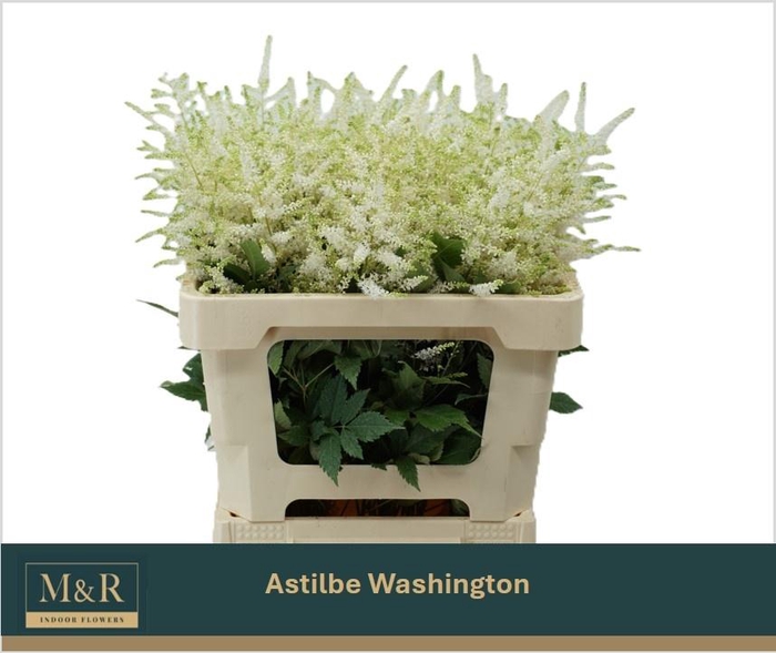 <h4>ASTIL JA WASHINGTON</h4>