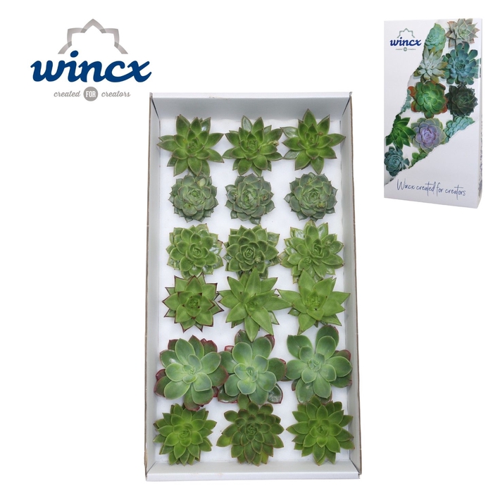 Echeveria Green Mix (wincx) Cutfl (6 Spcs) Wincx-8
