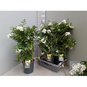 SOLANUM JASMINOIDES
