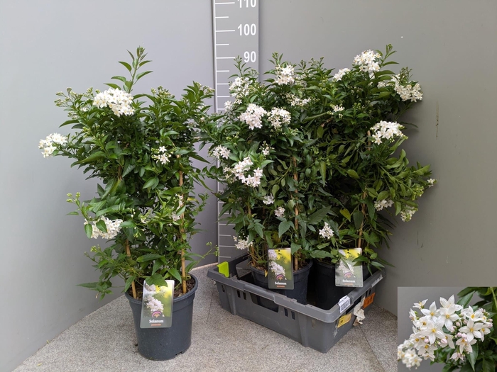 <h4>SOLANUM JASMINOIDES</h4>