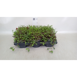 Acaena microphylla 'Kupferteppich'