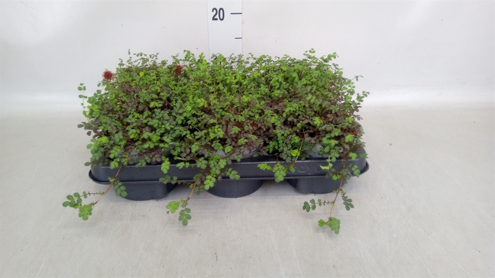 <h4>Acaena microphylla 'Kupferteppich'</h4>