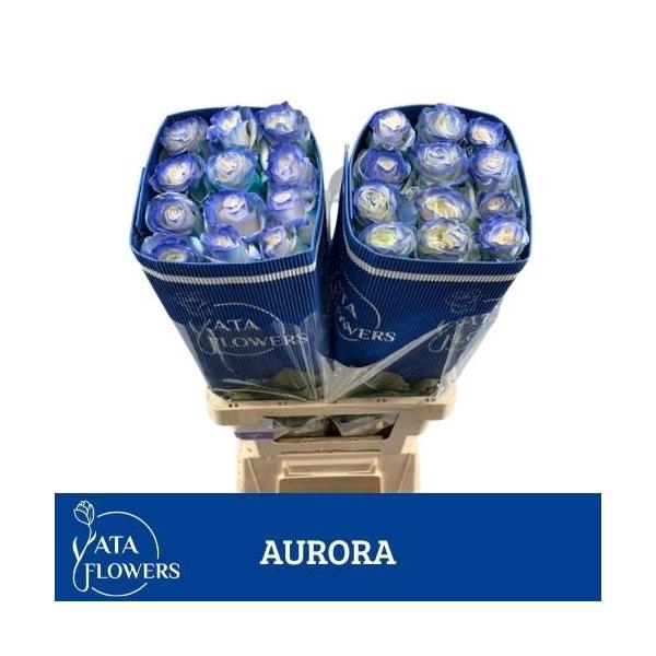 <h4>R gr Tinted Aurora</h4>