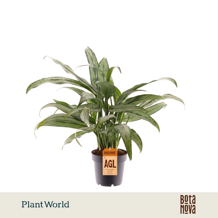 <h4>Aglaonema Cutlass</h4>
