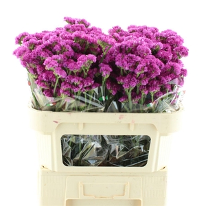 Limonium Statice Hot Pink