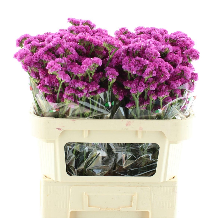 <h4>Limonium Statice Hot Pink</h4>