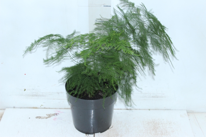 <h4>ASPARGO PLUMOSO P17</h4>
