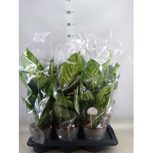 Codiaeum var. GR 'Petra'