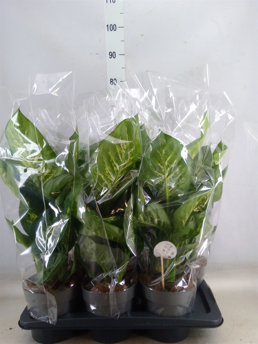 <h4>Codiaeum var. GR 'Petra'</h4>