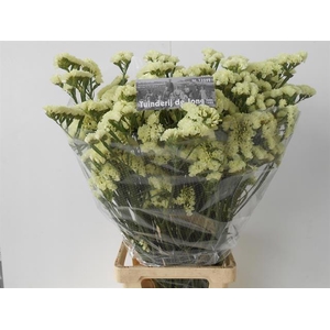 LIM S STARLIGHT WING