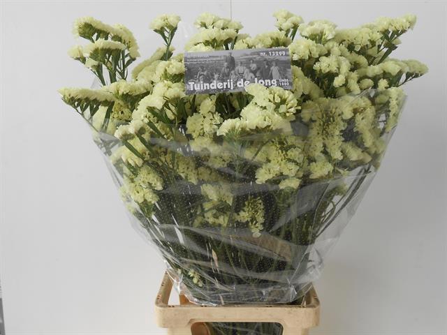 <h4>LIM S STARLIGHT WING</h4>