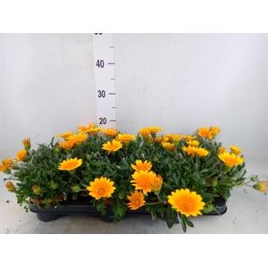 Gazania splen. 'Gelbe Jupiter'