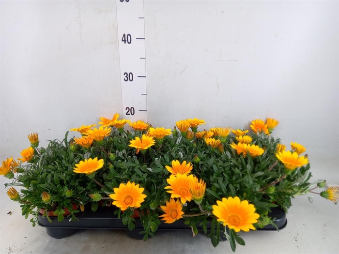 <h4>Gazania splen. 'Gelbe Jupiter'</h4>