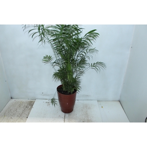 CHAMAEDOREA ELEGANS P17