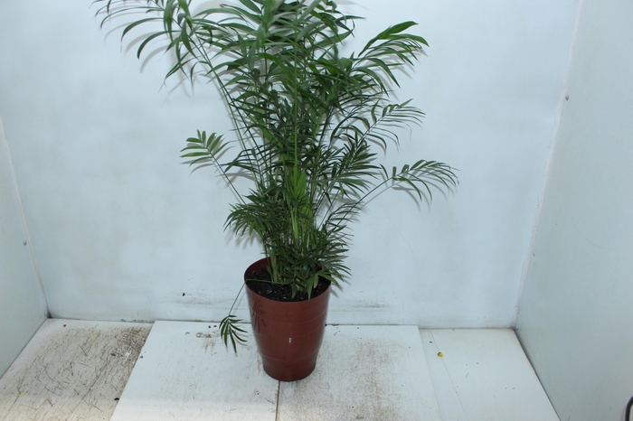 <h4>CHAMAEDOREA ELEGANS P17</h4>