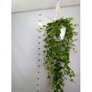 Hedera helix 'Pittsburgh'