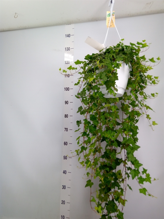 <h4>Hedera helix 'Pittsburgh'</h4>