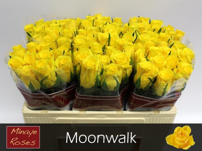 <h4>Rosa la moonwalk</h4>