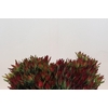Leucadendron Blush Spray