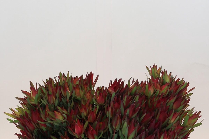 Leucadendron Blush Spray