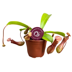 Nepenthes Alata 8,5 cm