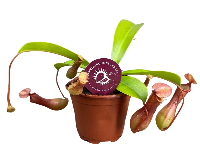 <h4>Nepenthes Alata 8,5 cm</h4>